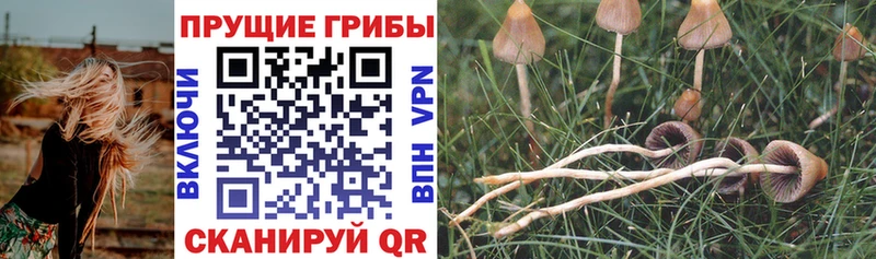 Купить закладки  Можайск  Псилоцибиновые грибы GOLDEN TEACHER 